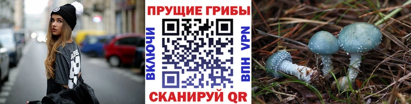 наркота  Хадыженск  Псилоцибиновые грибы Psilocybine cubensis 
